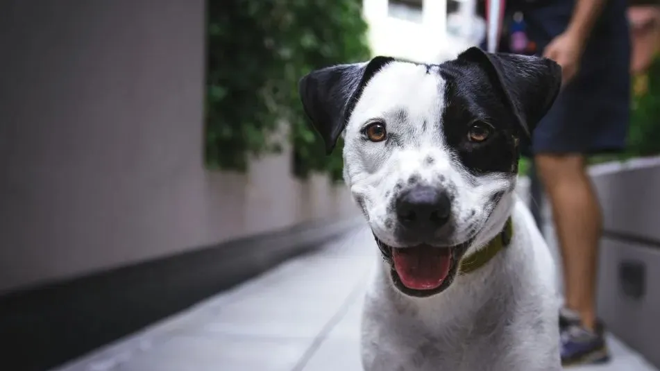 Curitiba terá regra obrigatória para segurança de pets em elevadores a partir de agosto