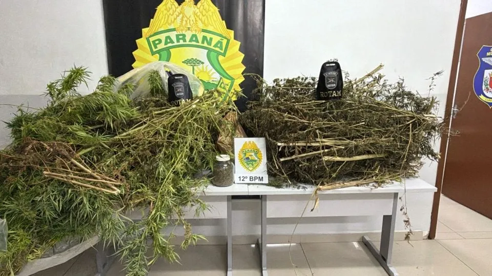 Denúncia leva polícia a plantação de maconha e termina com homem preso no Santa Cândida
